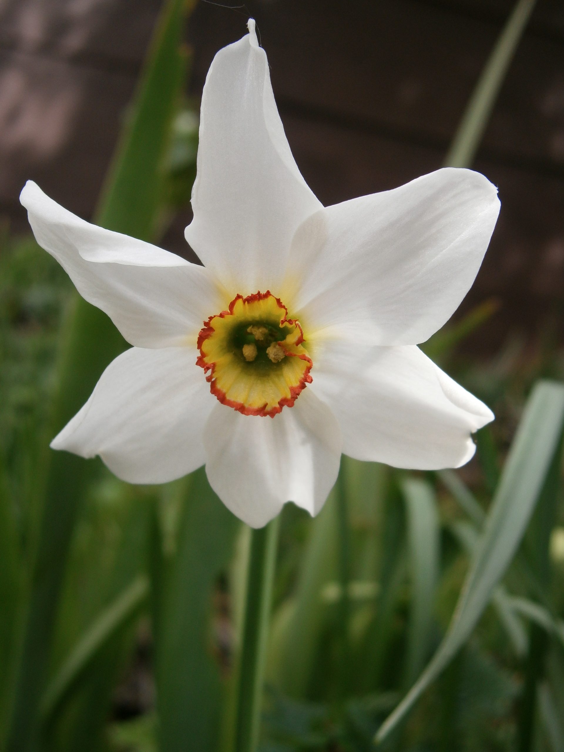 Daffodil: How to Plant Bulbs for Spring Blooms