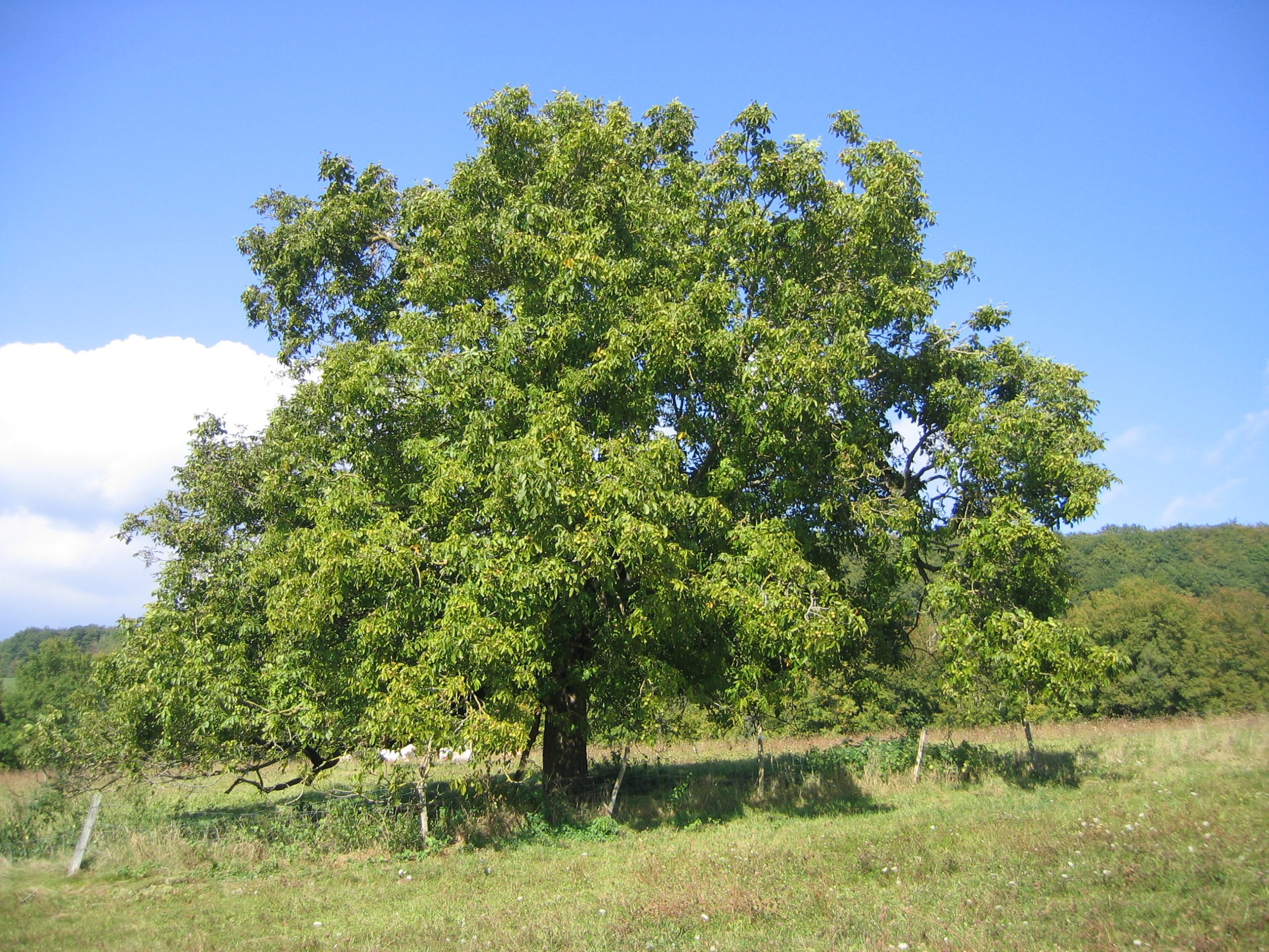 Echte Walnuss: Anbau des Juglans regia