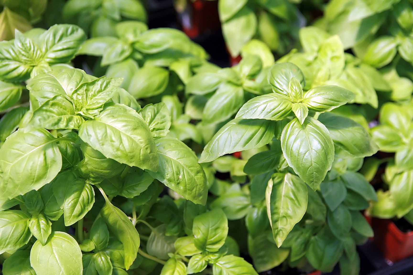 Basilico: come coltivarlo in vaso e in giardino