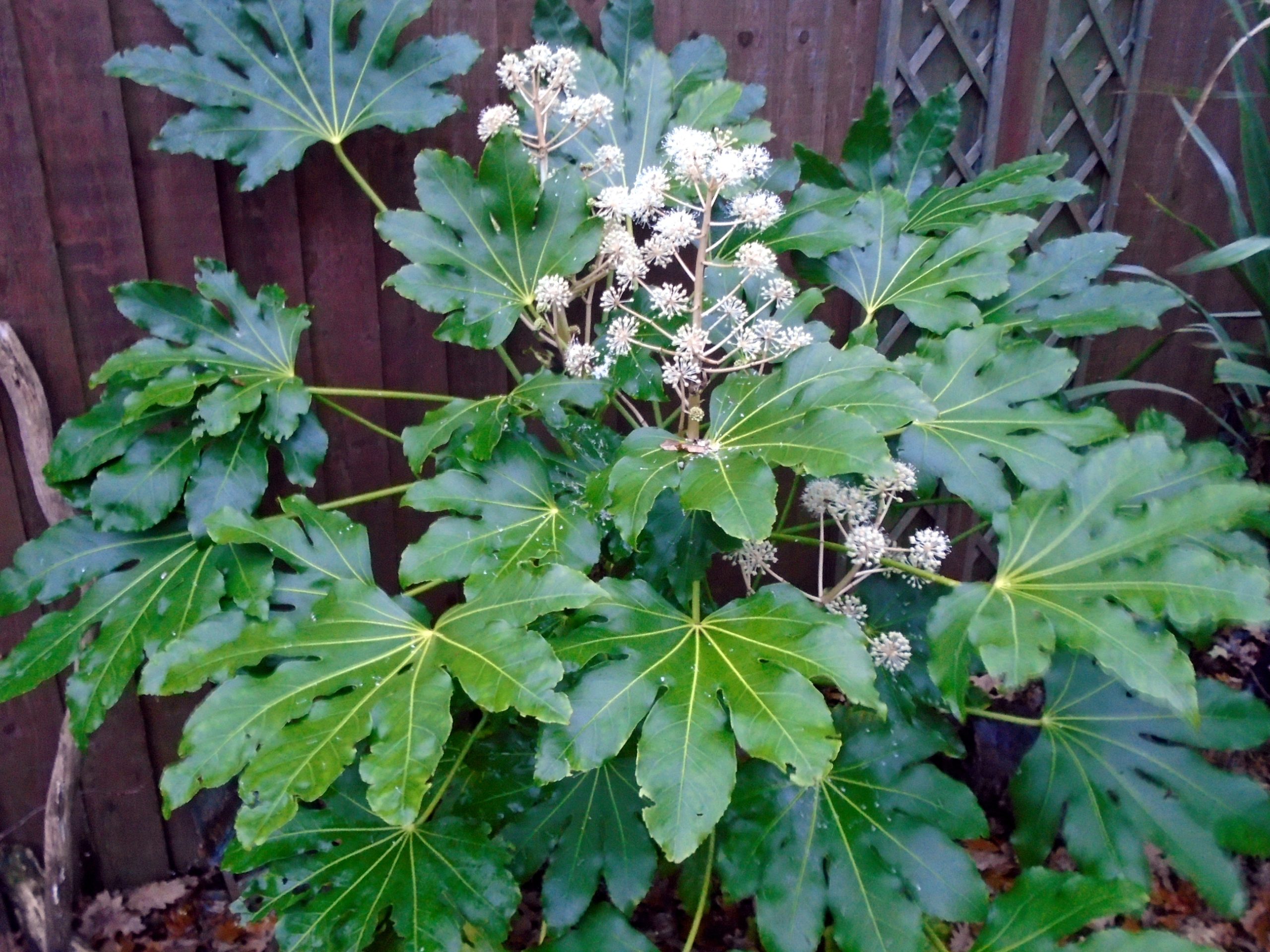 Aralia du Japon : entretien de Fatsia japonica
