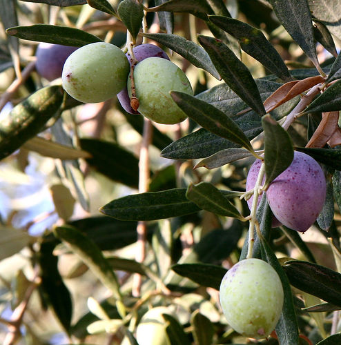 Olivenbaum: im Topf und Garten richtig kultivieren