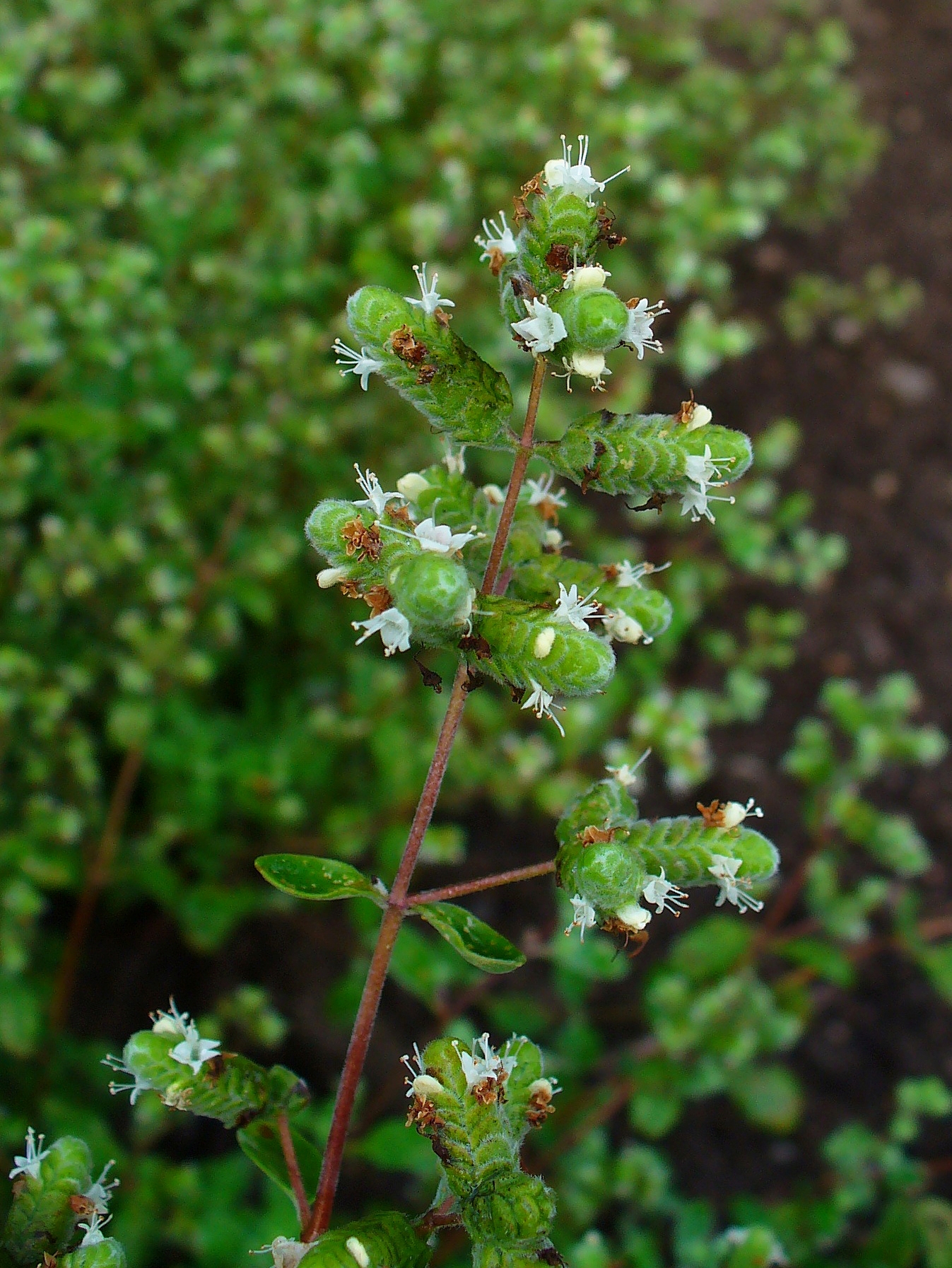 Mejorana: cómo cultivar la aromática dulce mediterránea