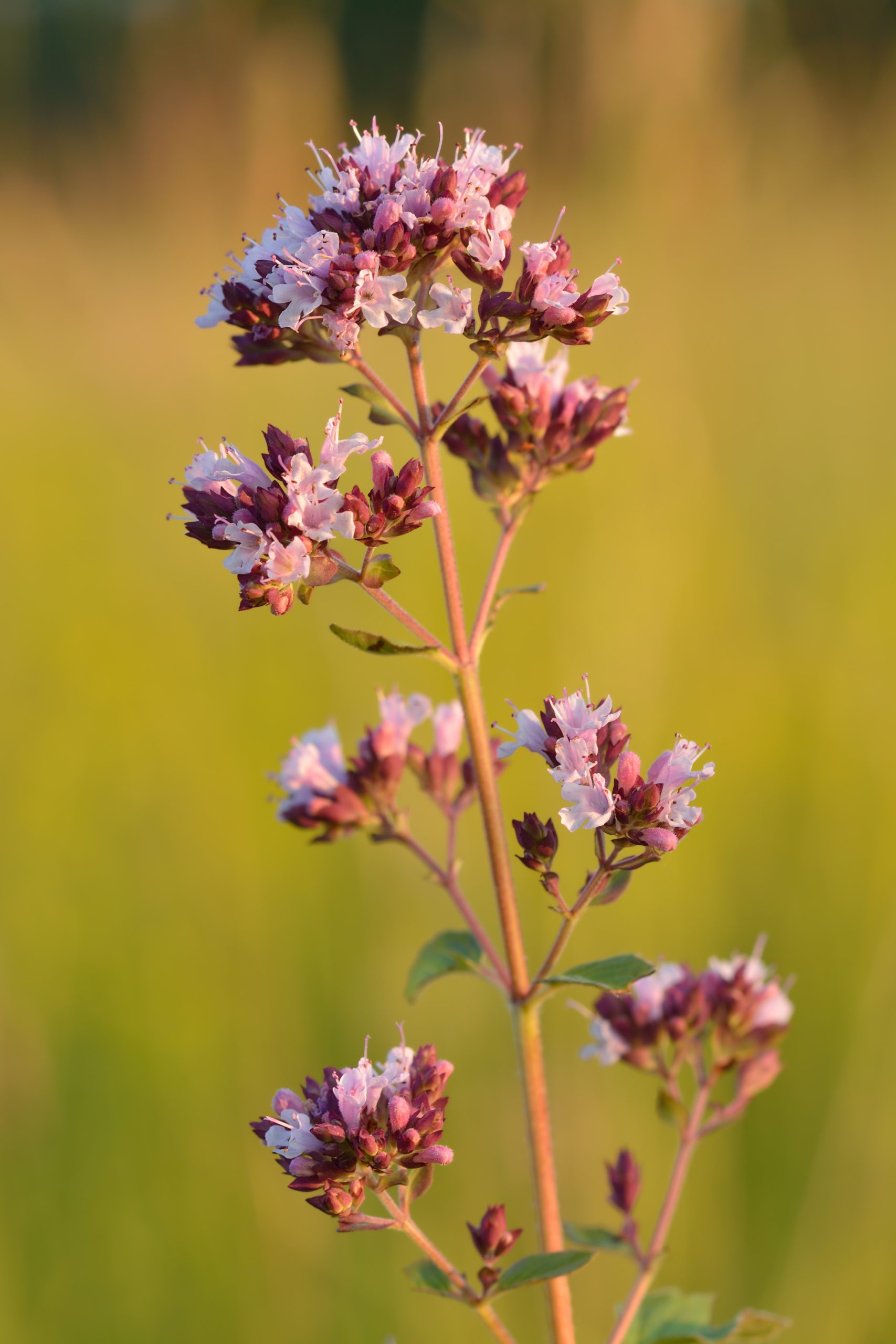 Oregano: How to Grow and Dry It at Home Easily