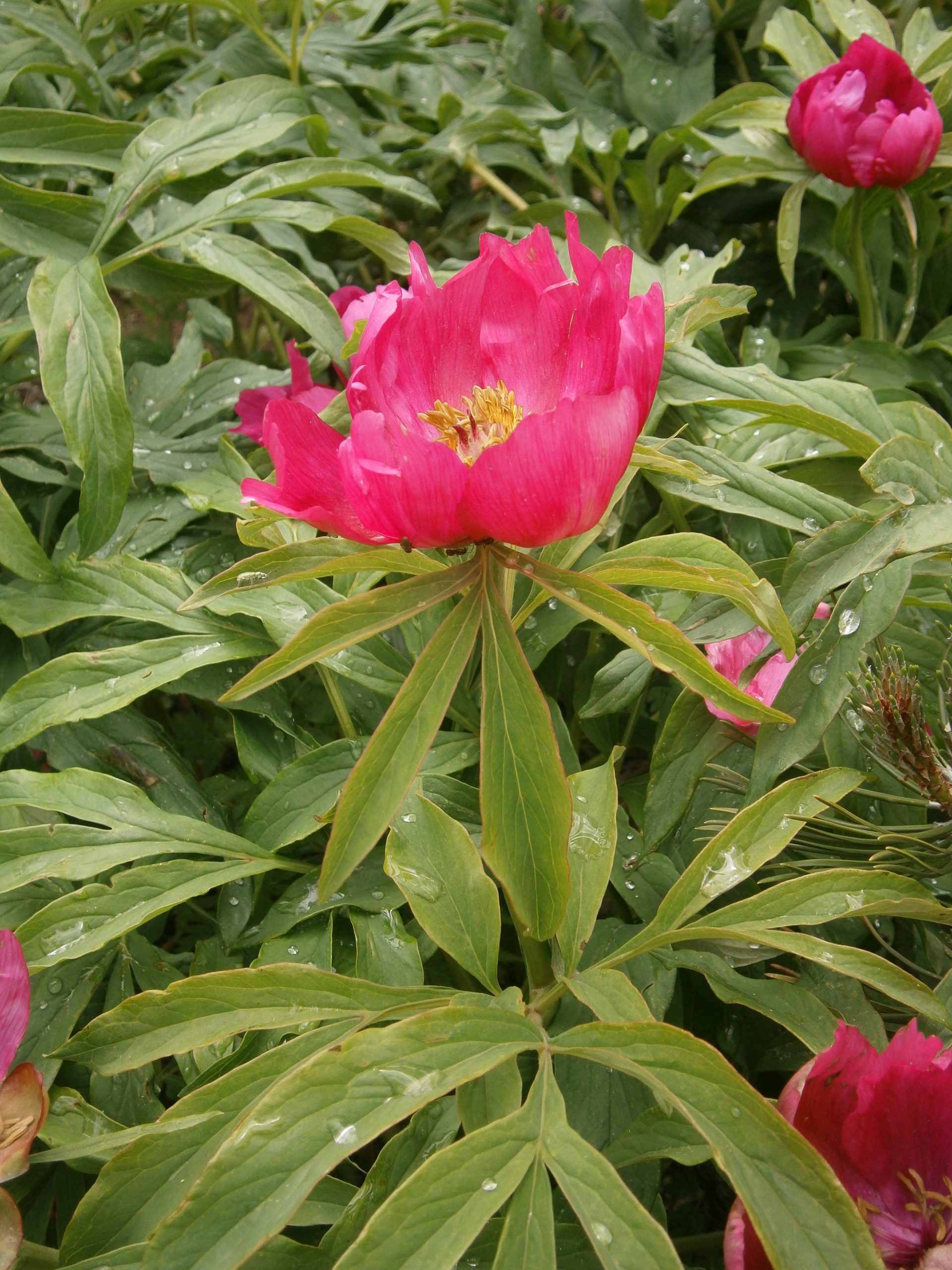 Peony: How to Plant and Care for Spectacular Blooms