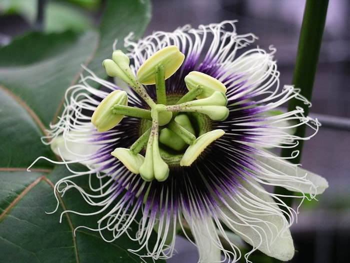 Passion Fruit: Growing Passiflora edulis