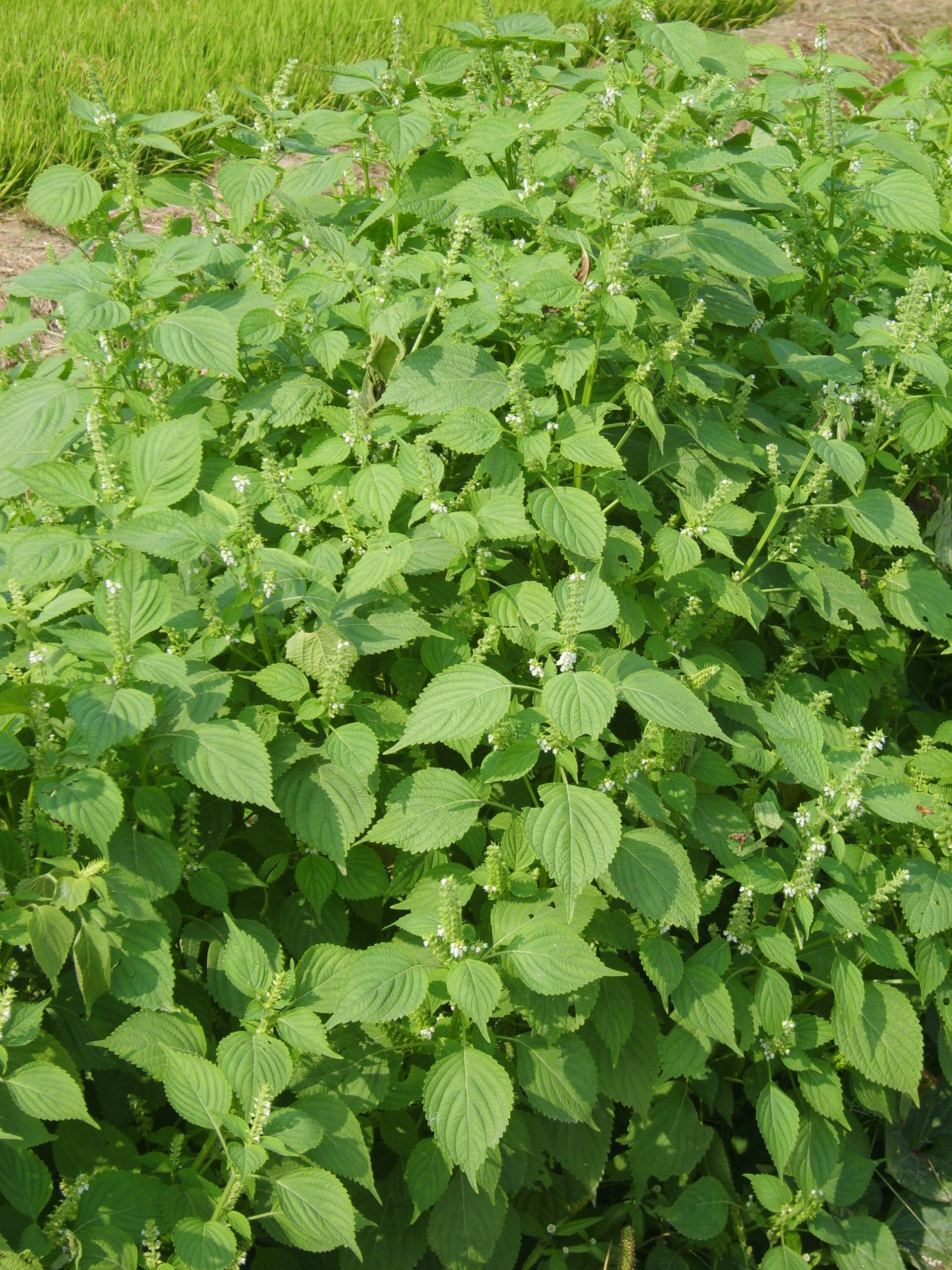 Perilla: coltivazione dello shiso aromatico