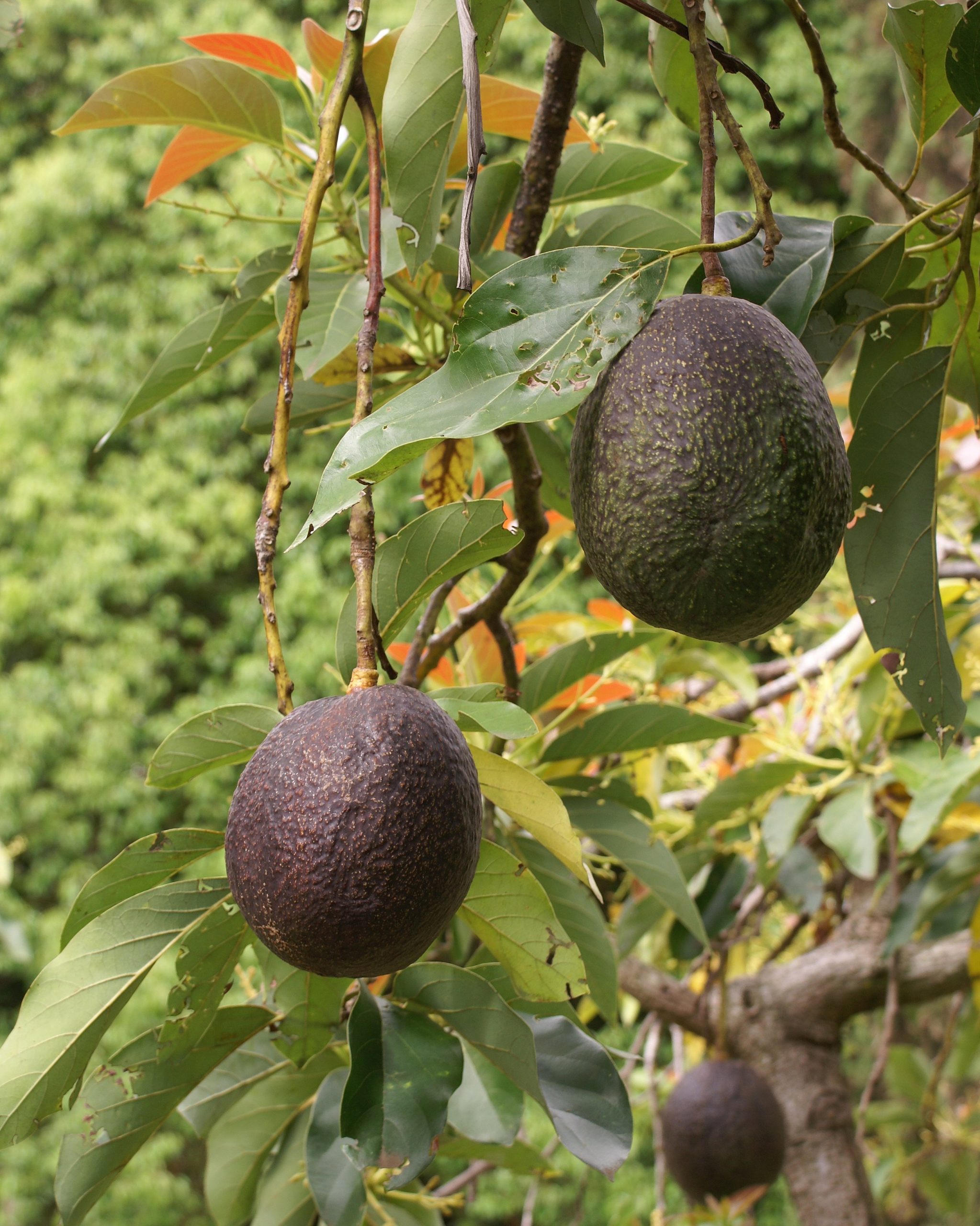 Avocado: Growing the Fruit Tree