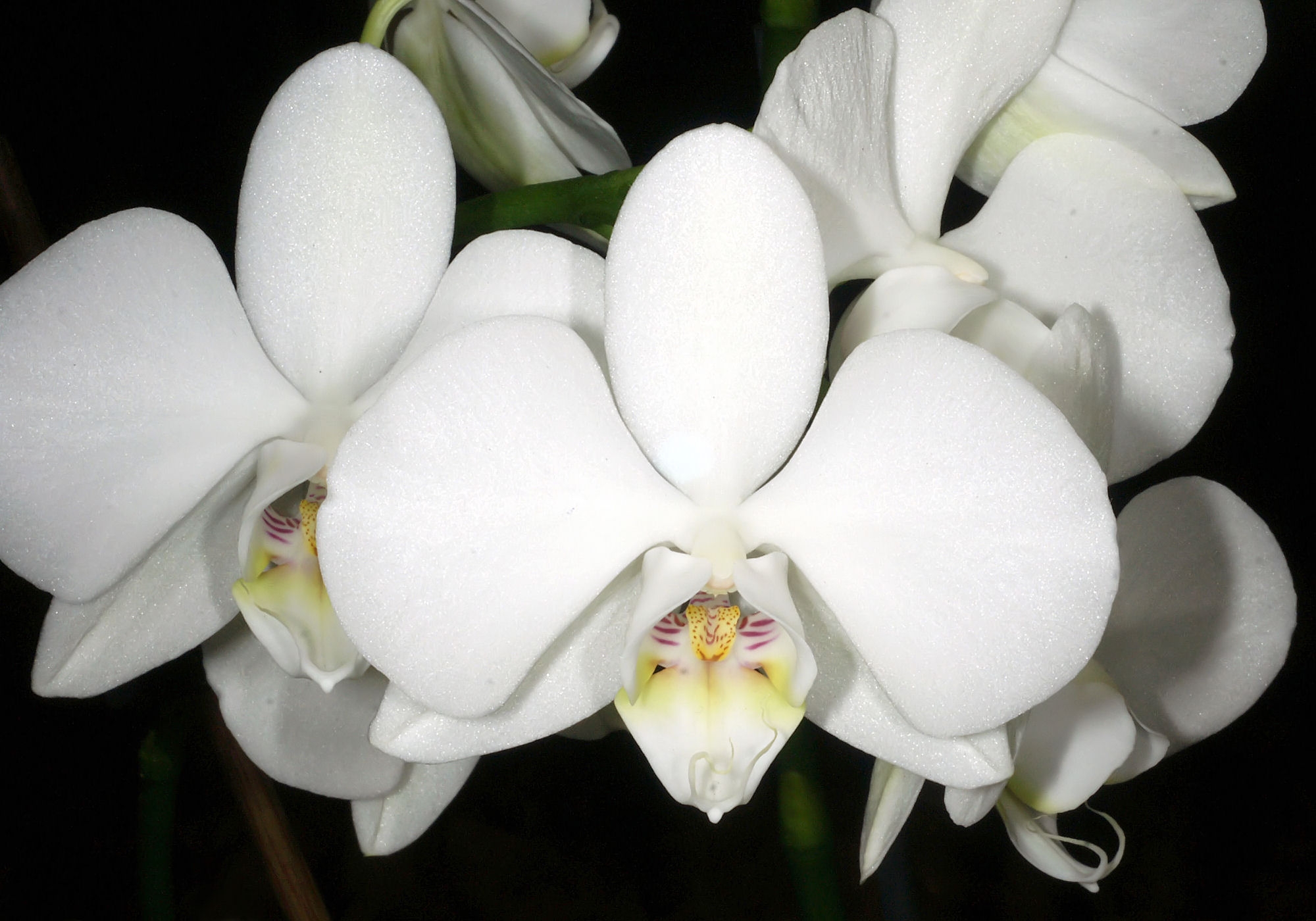 Orquídea Phalaenopsis: cuidados y cómo refloreza
