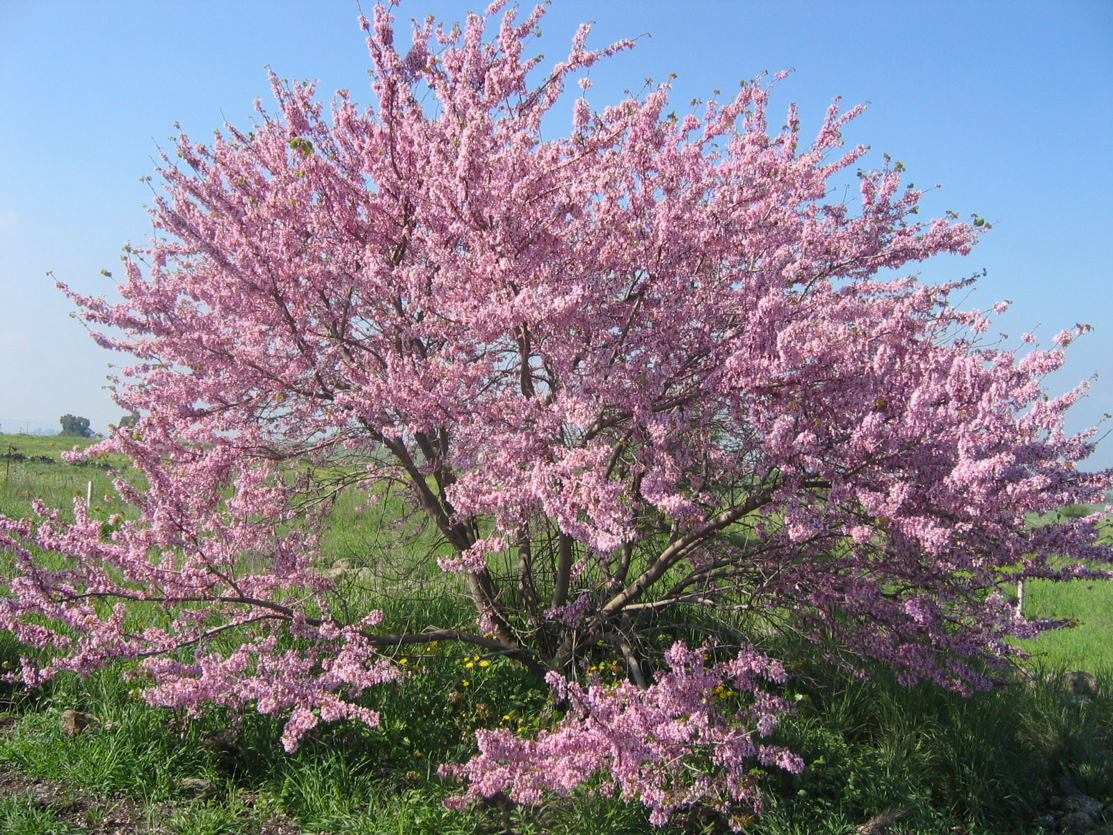 Judas Tree: Growing Cercis siliquastrum