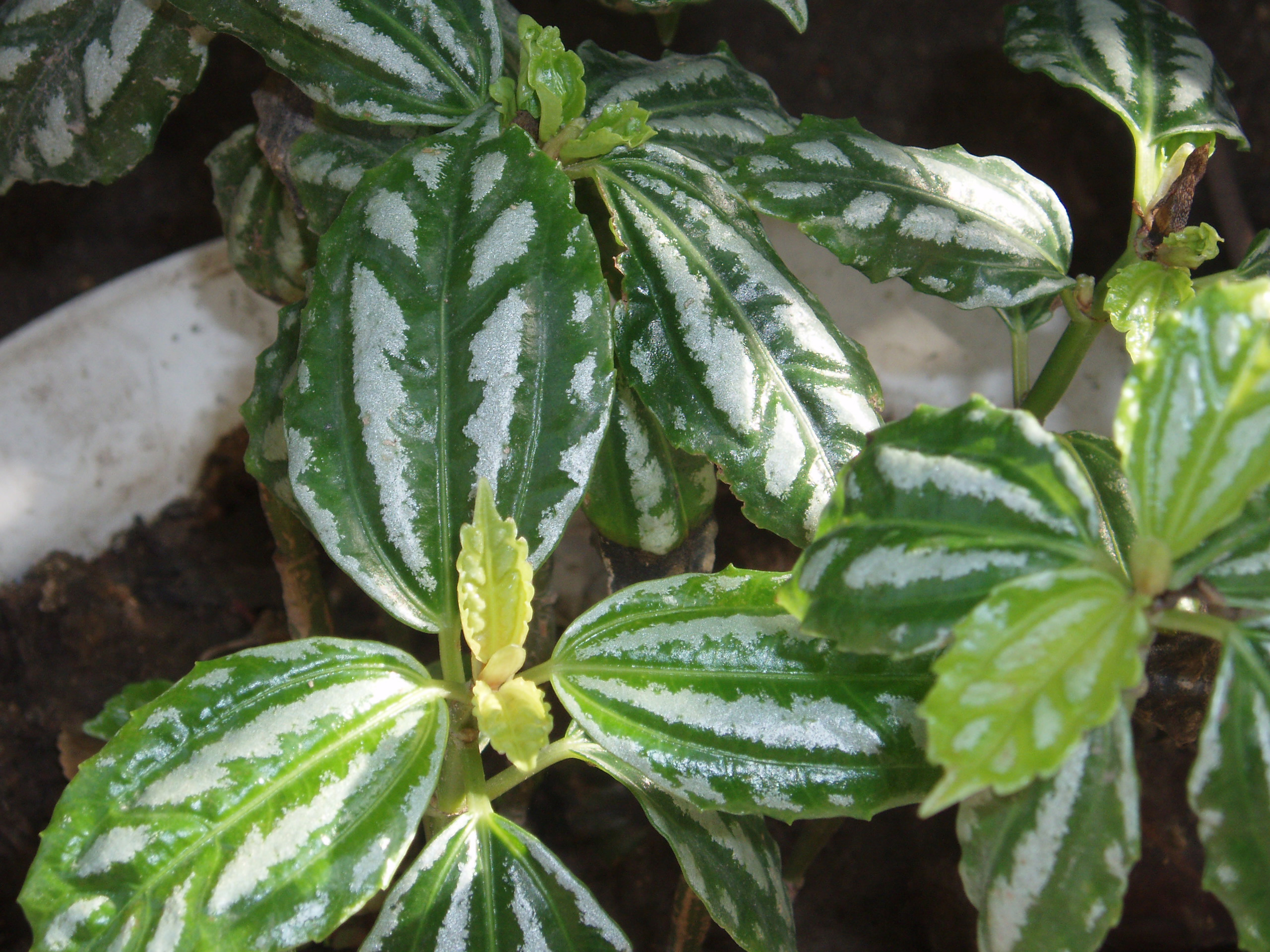 Plante aluminium : entretien Pilea cadierei