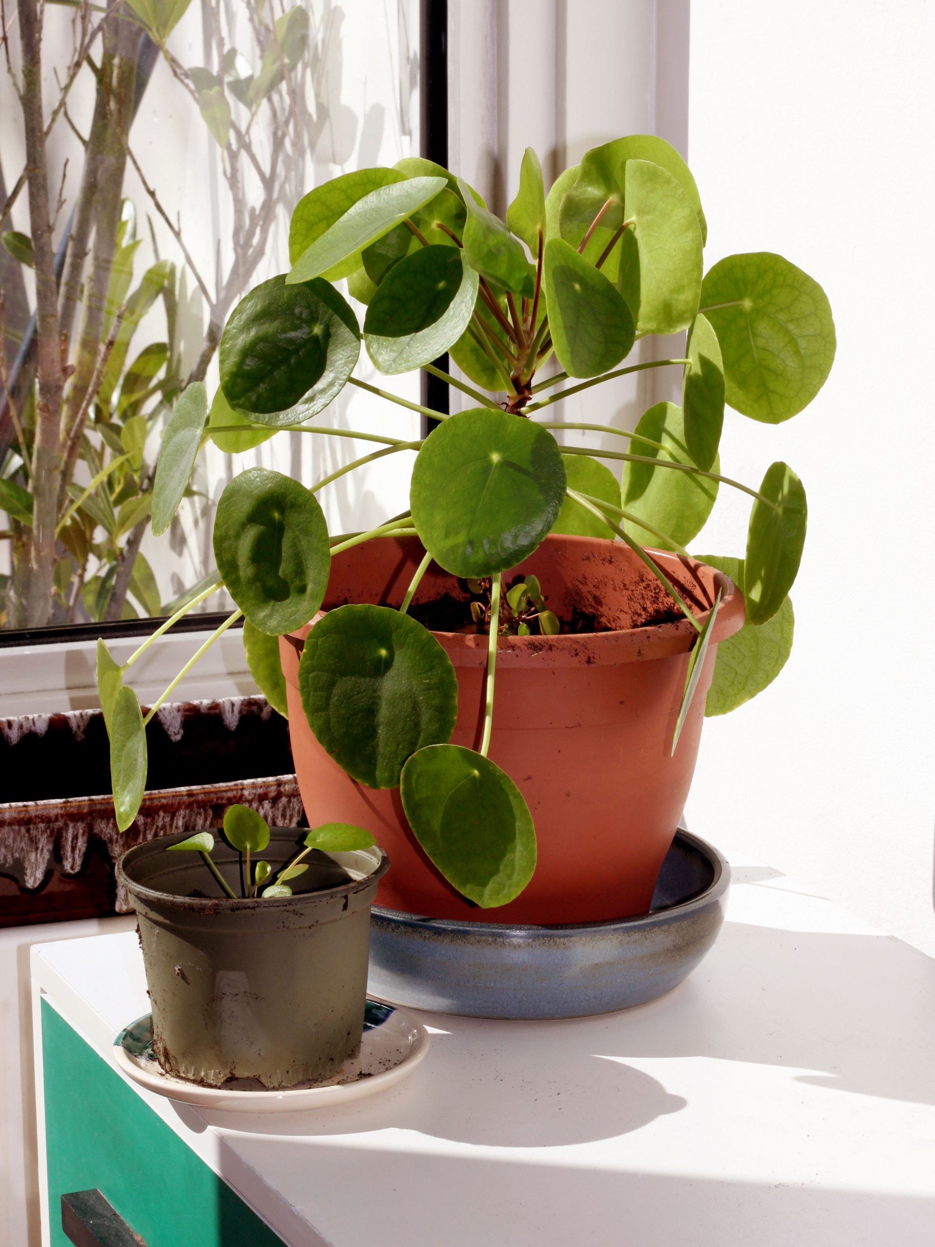 Ufopflanze: Pflege der Pilea peperomioides leicht gemacht