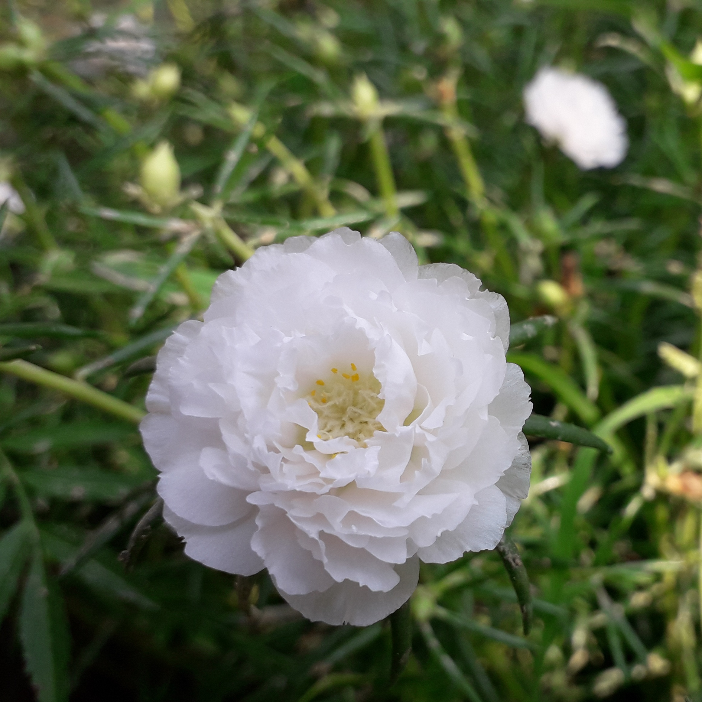 Portulaca: come coltivare la succulenta dai fiori vivaci