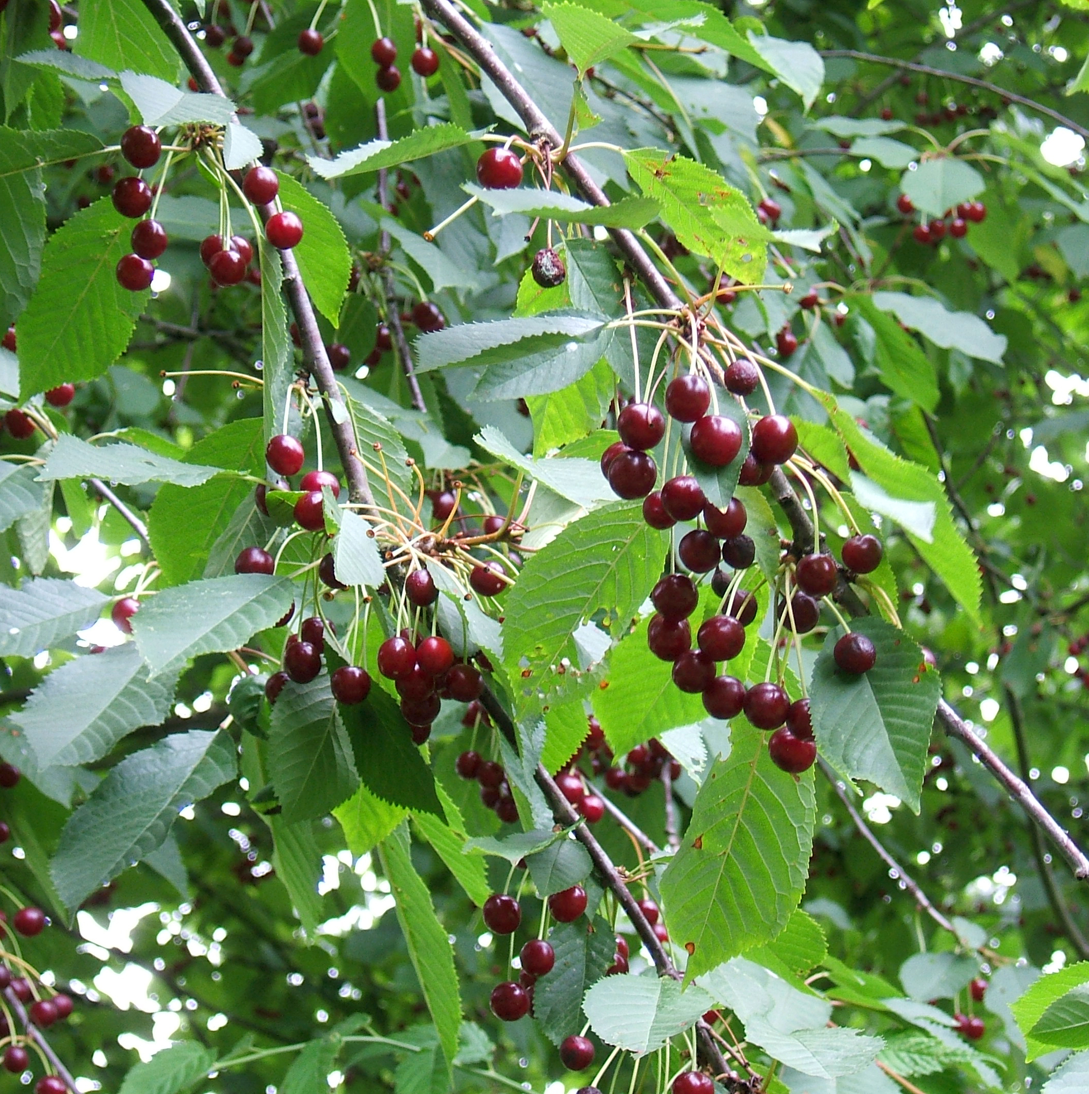 Kirschbaum: Anbau, Schnitt und Ernte süßer Kirschen