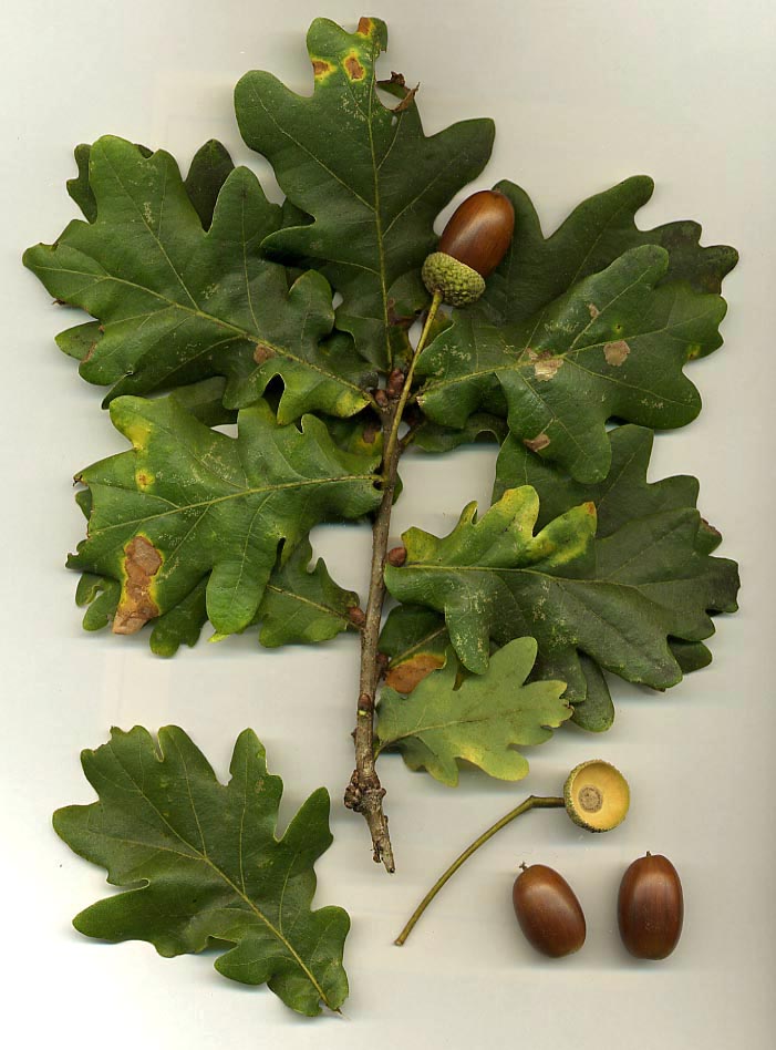 Roble común: características, longevidad y hábitat natural