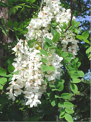 Robinia: l albero rustico dai grappoli di fiori bianchi mellferi