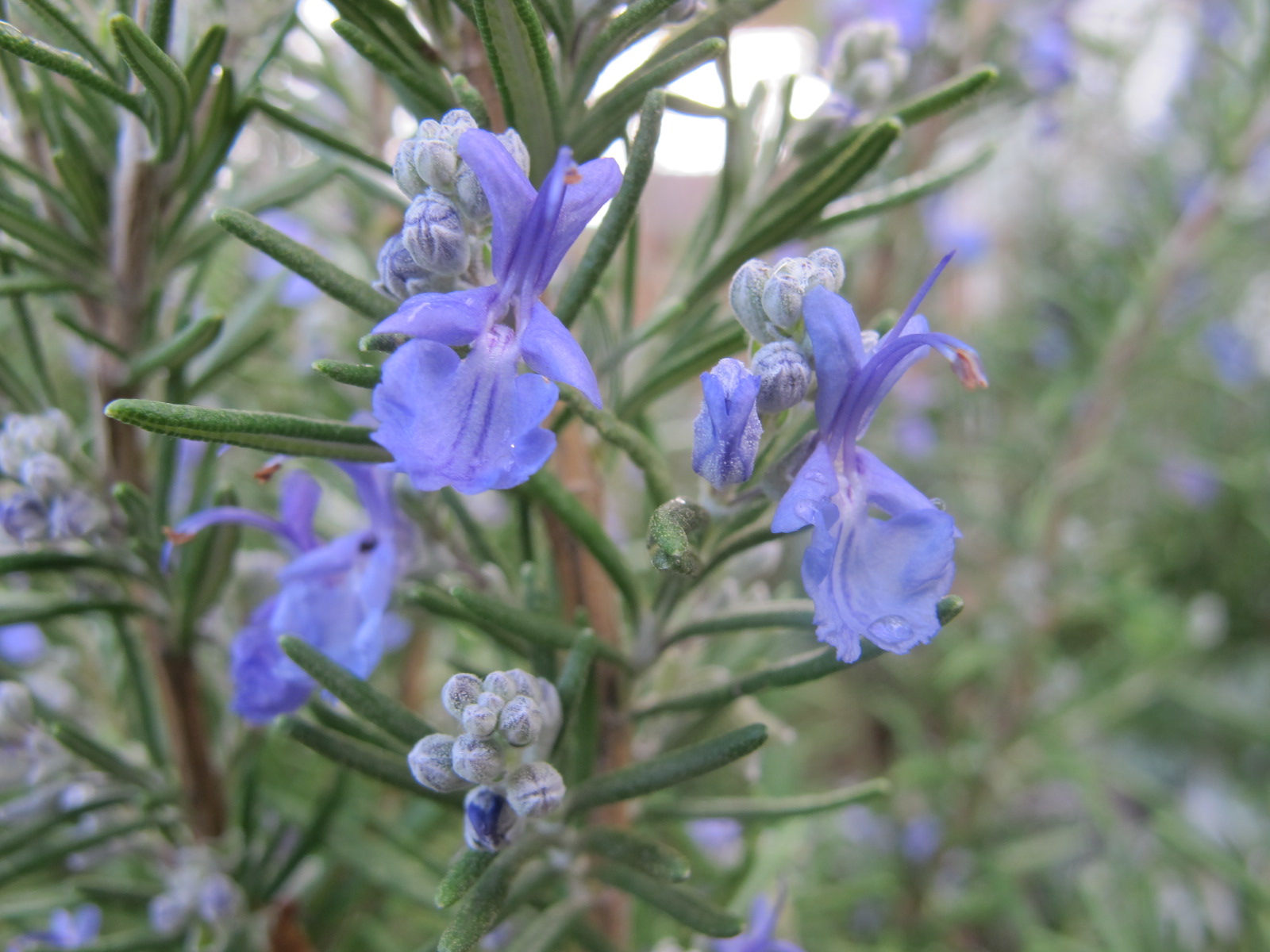 Rosemary: How to Grow and Care for It in Pots