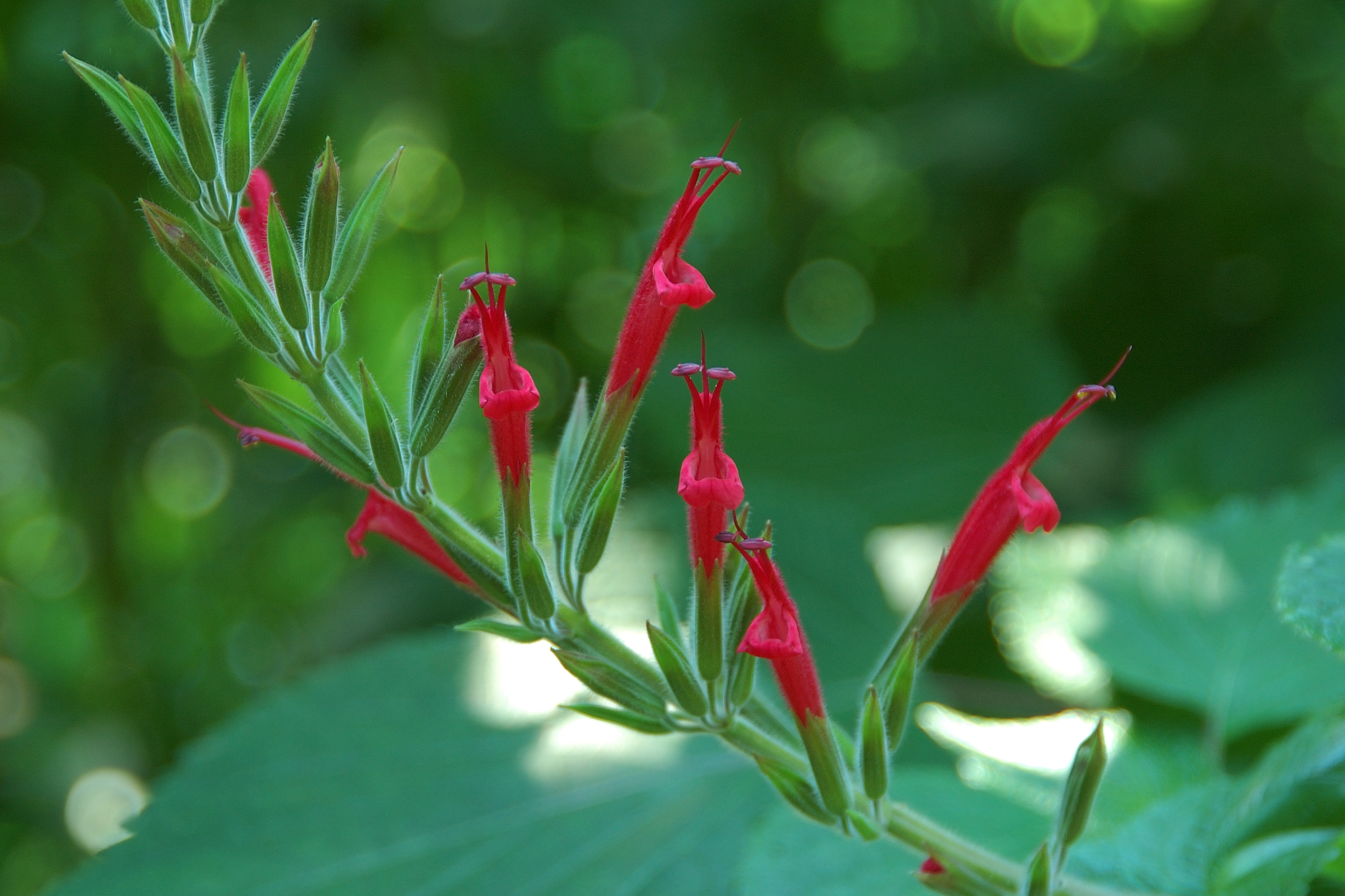 Salvia ananas: cura dell aromatica dai fiori rossi