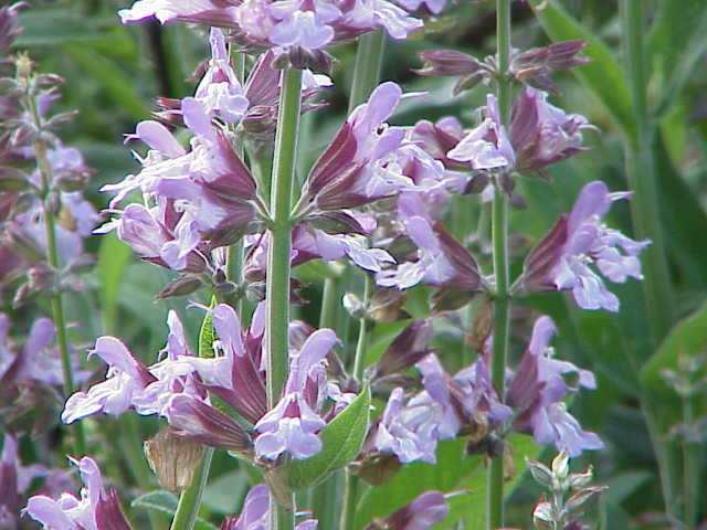 Sage: How to Grow It in the Garden, Pots and Kitchen