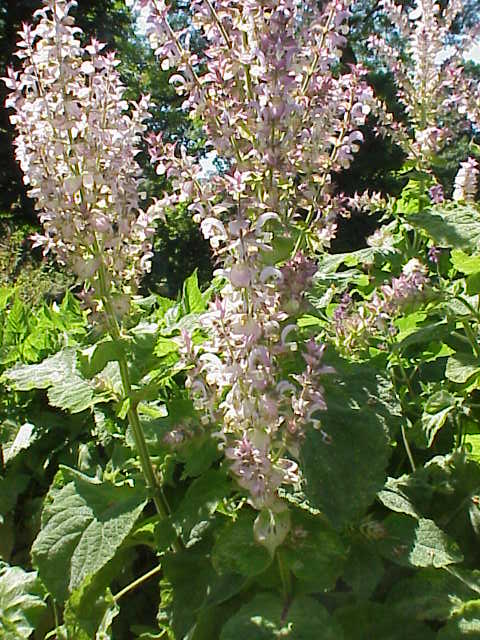 Salvia sclarea: coltivazione dell erba moscatella