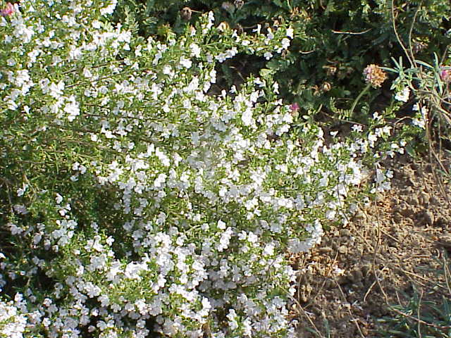 Ajedrea: cómo cultivar la aromática de las alturas montañosas