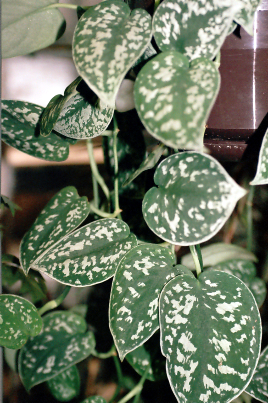 Scindapsus: cuidados del poto satinado
