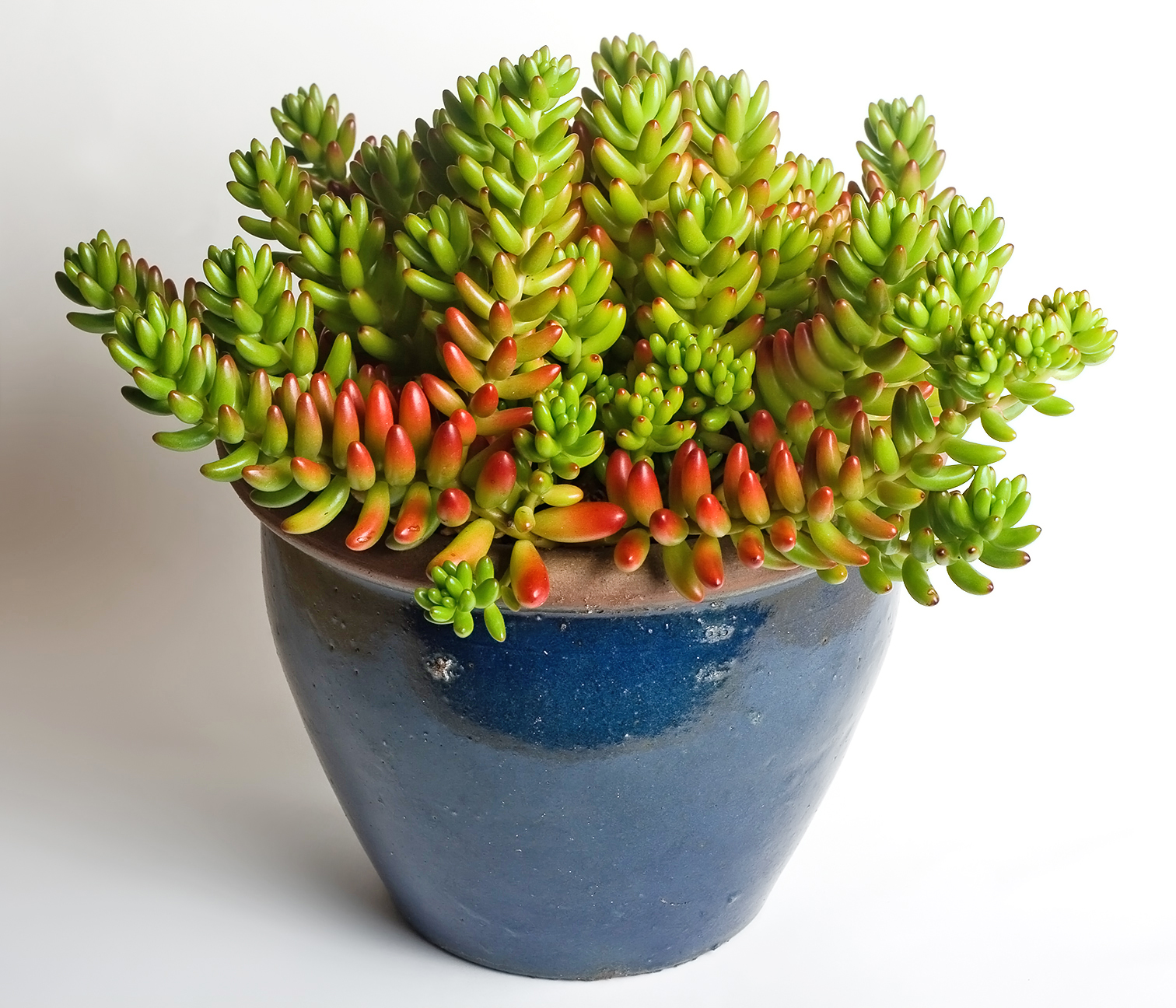 Sedum jelly bean: cuidados de S. rubrotinctum