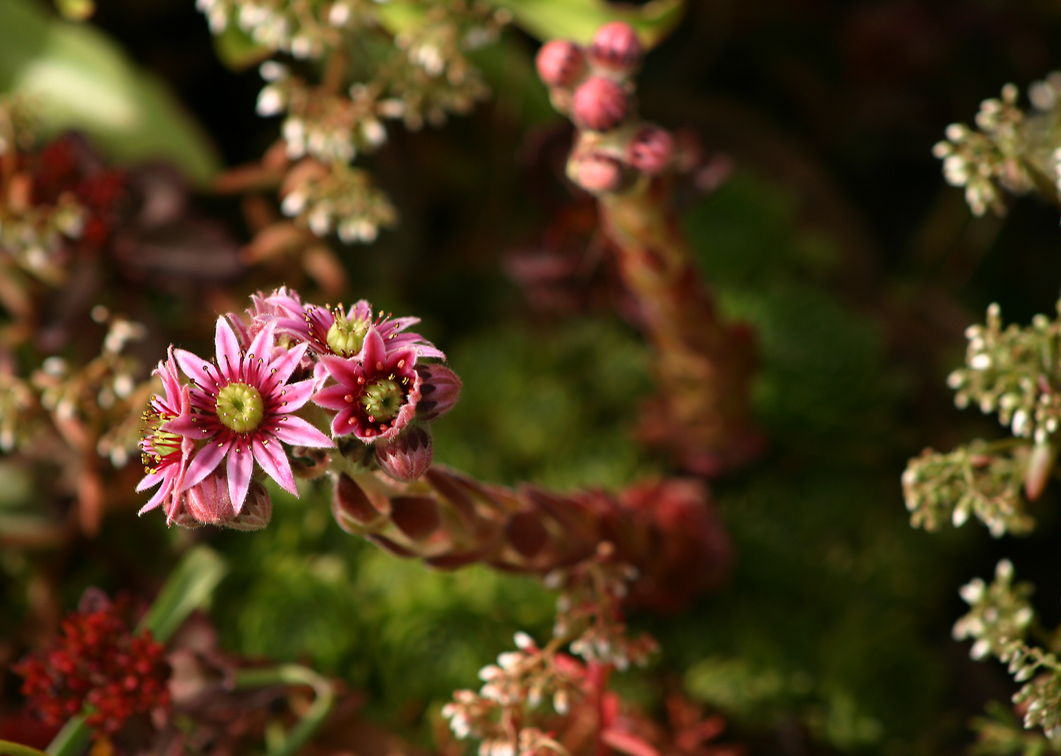 Semprevivo dei tetti: cura della succulenta rustica