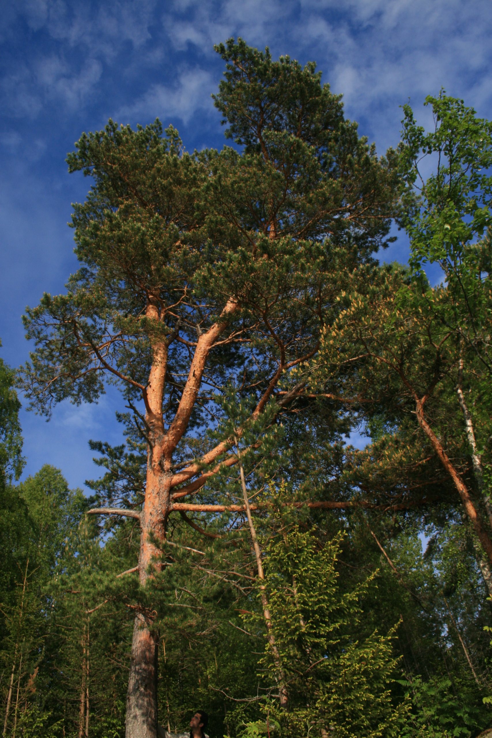 Waldkiefer: Merkmale und Lebensraum der Nadelbaum-Konifere