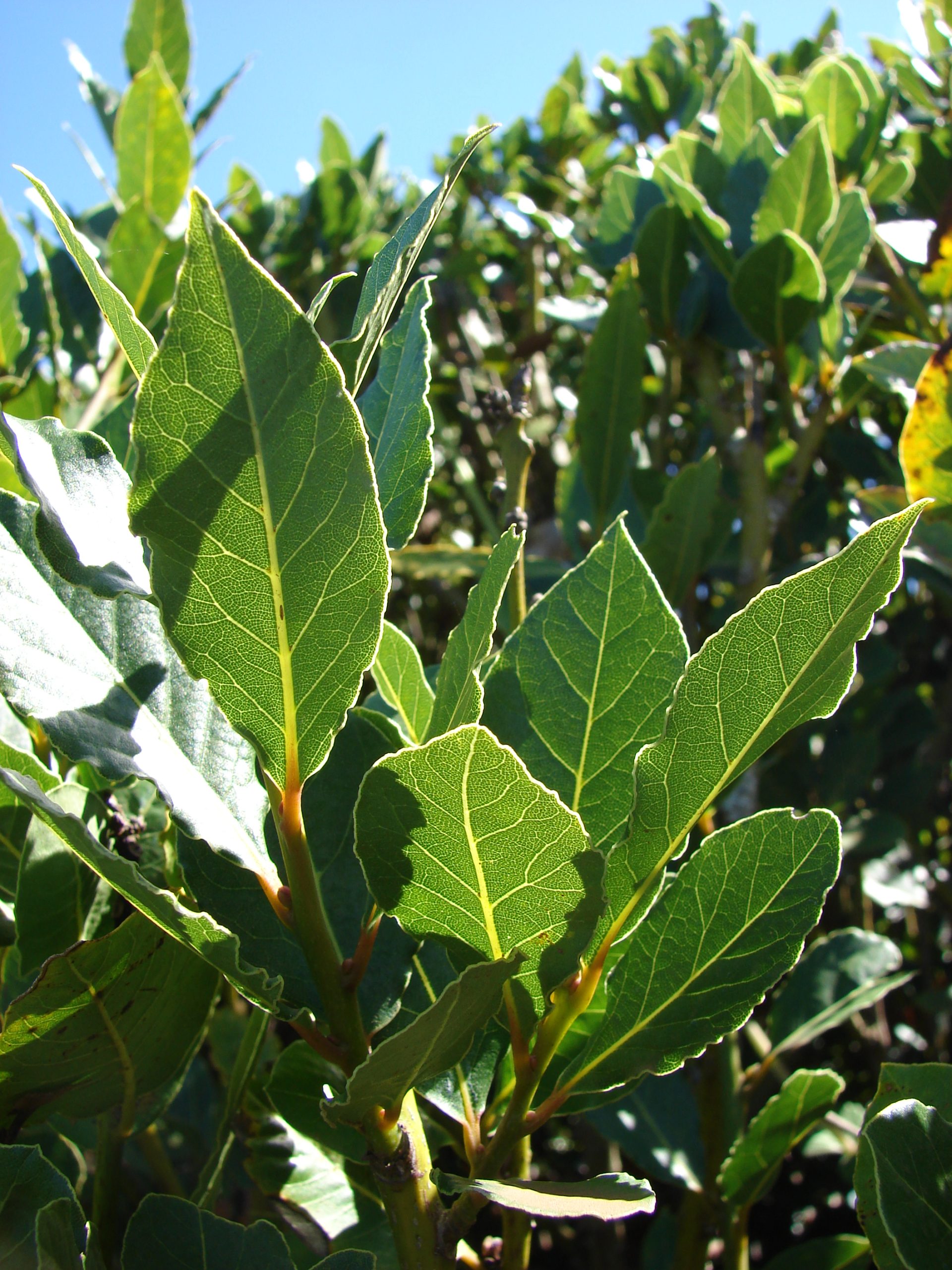 Laurel: cómo cultivarlo en maceta, seto y para cocina