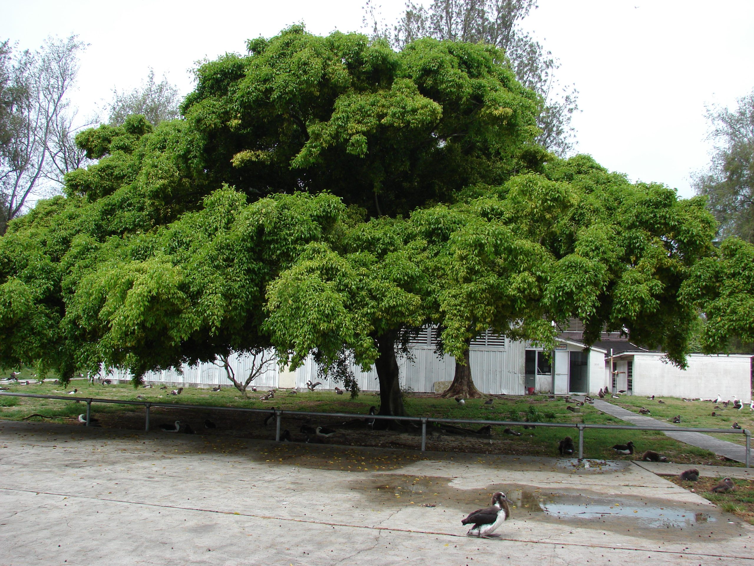 Ficus beniamino: cura del ficus da appartamento