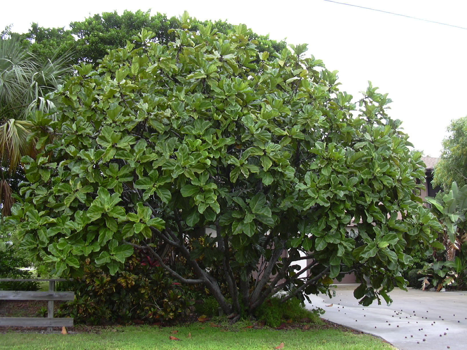 Ficus lyrata: come curare la pianta dalle grandi foglie a violino