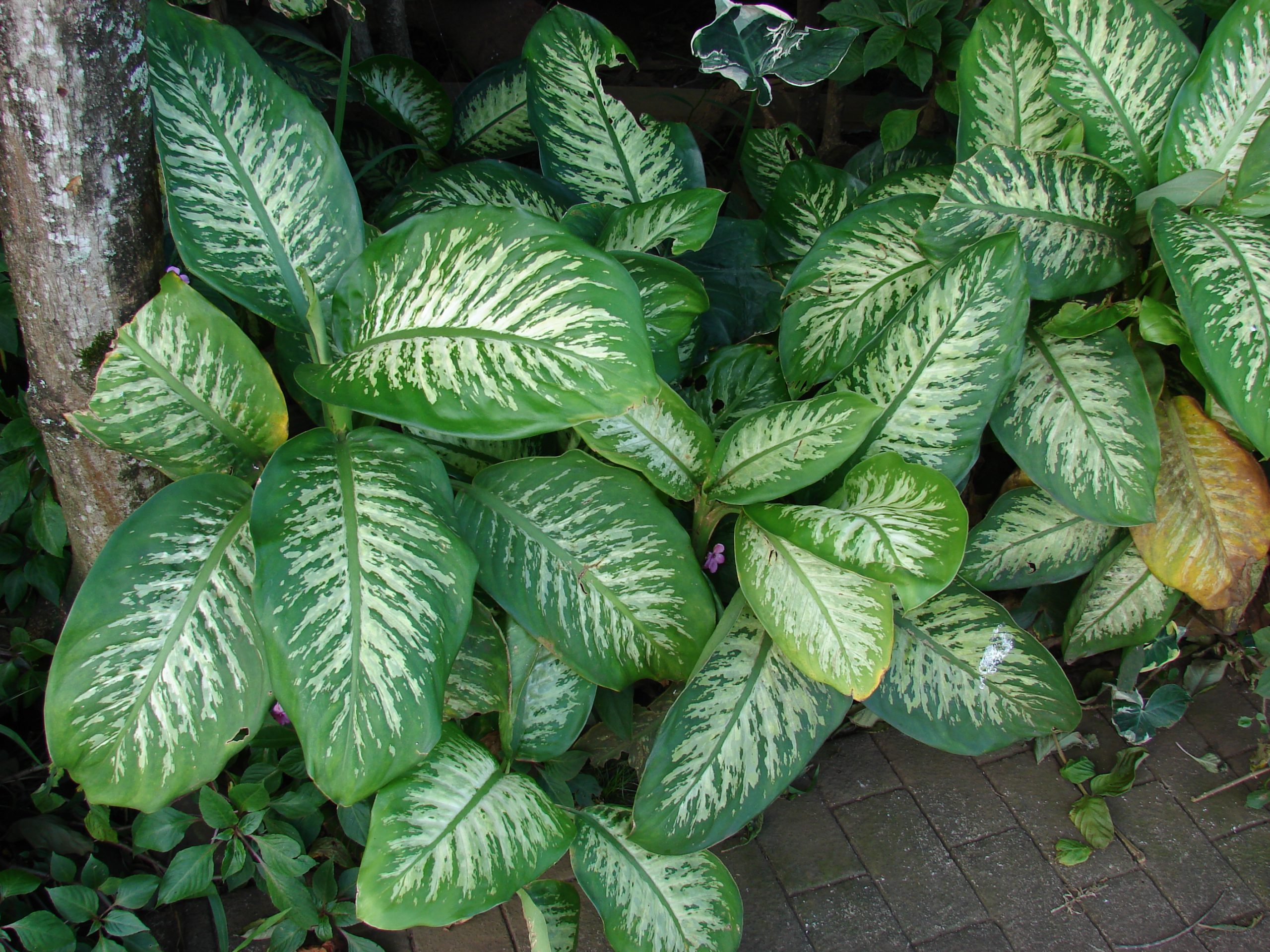 Dieffenbachia : entretien et précautions des feuilles panachées