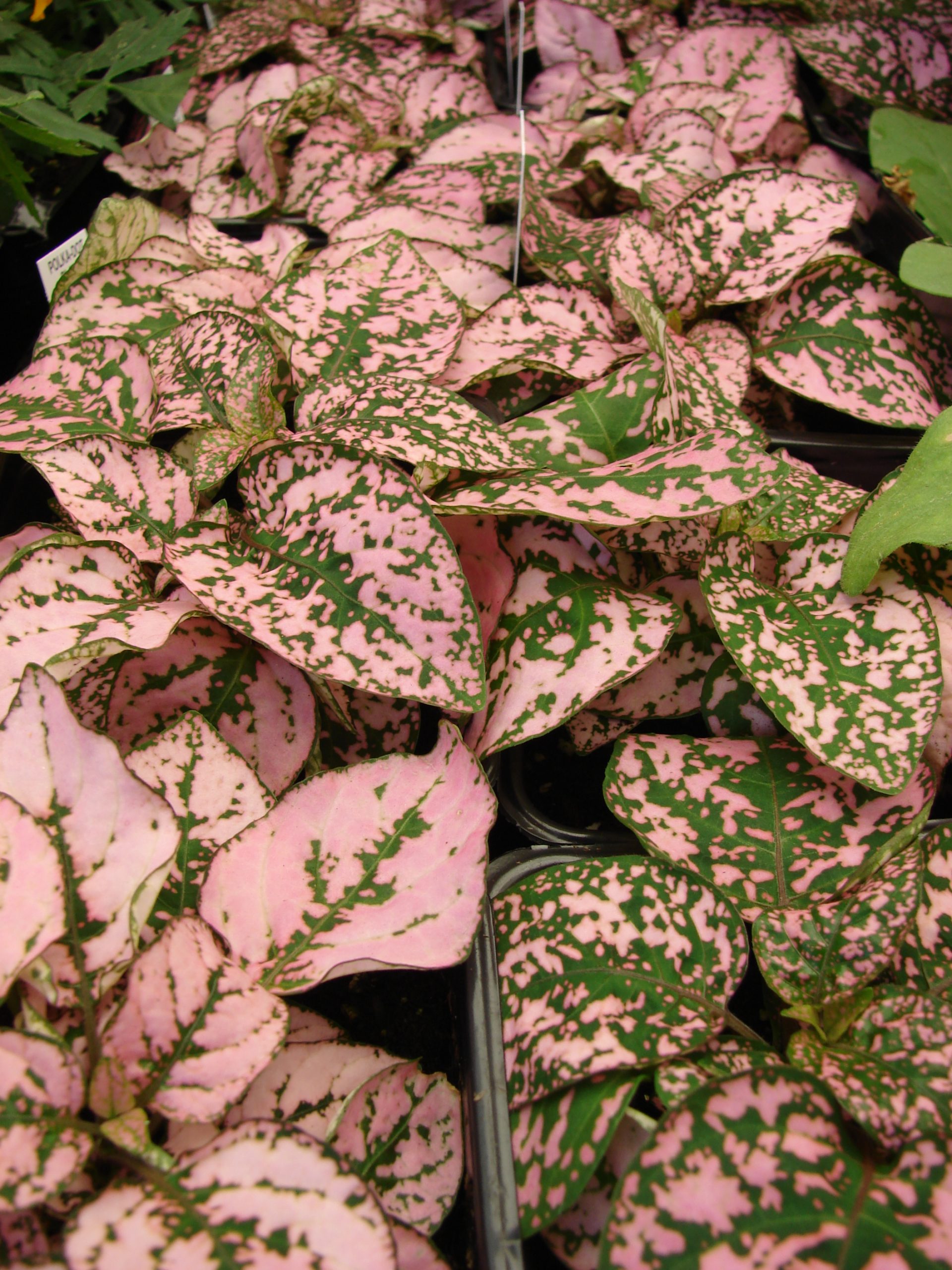 Pianta dei pois: cura dell Hypoestes