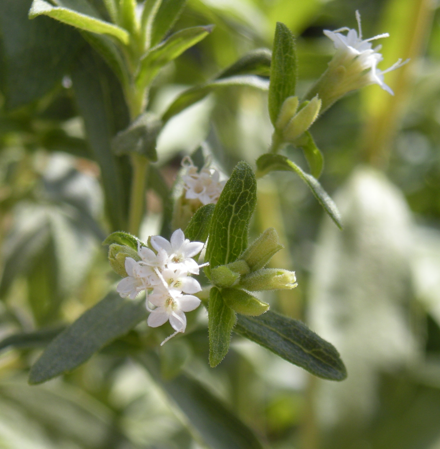 Stevia: Growing the Natural Sweetener Plant