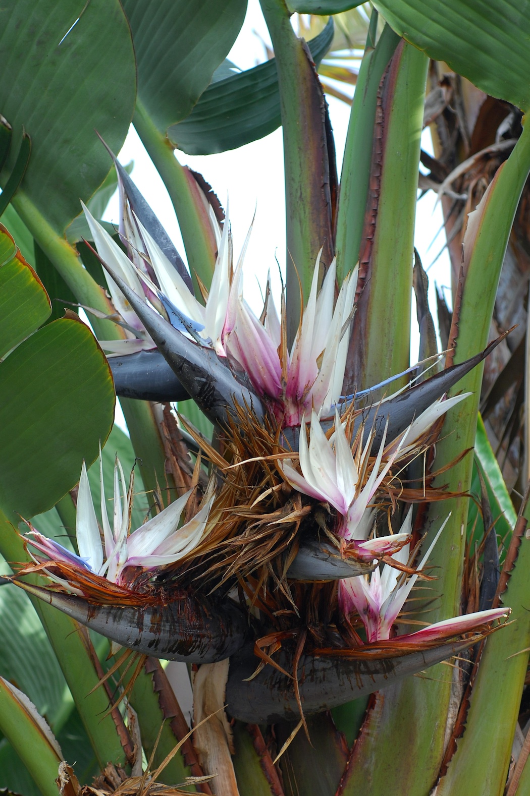 Strelitzia gigante: cura dell uccello del paradiso