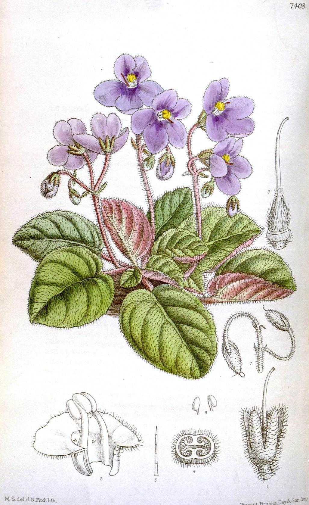 Violeta africana: cómo conseguir floración todo el año