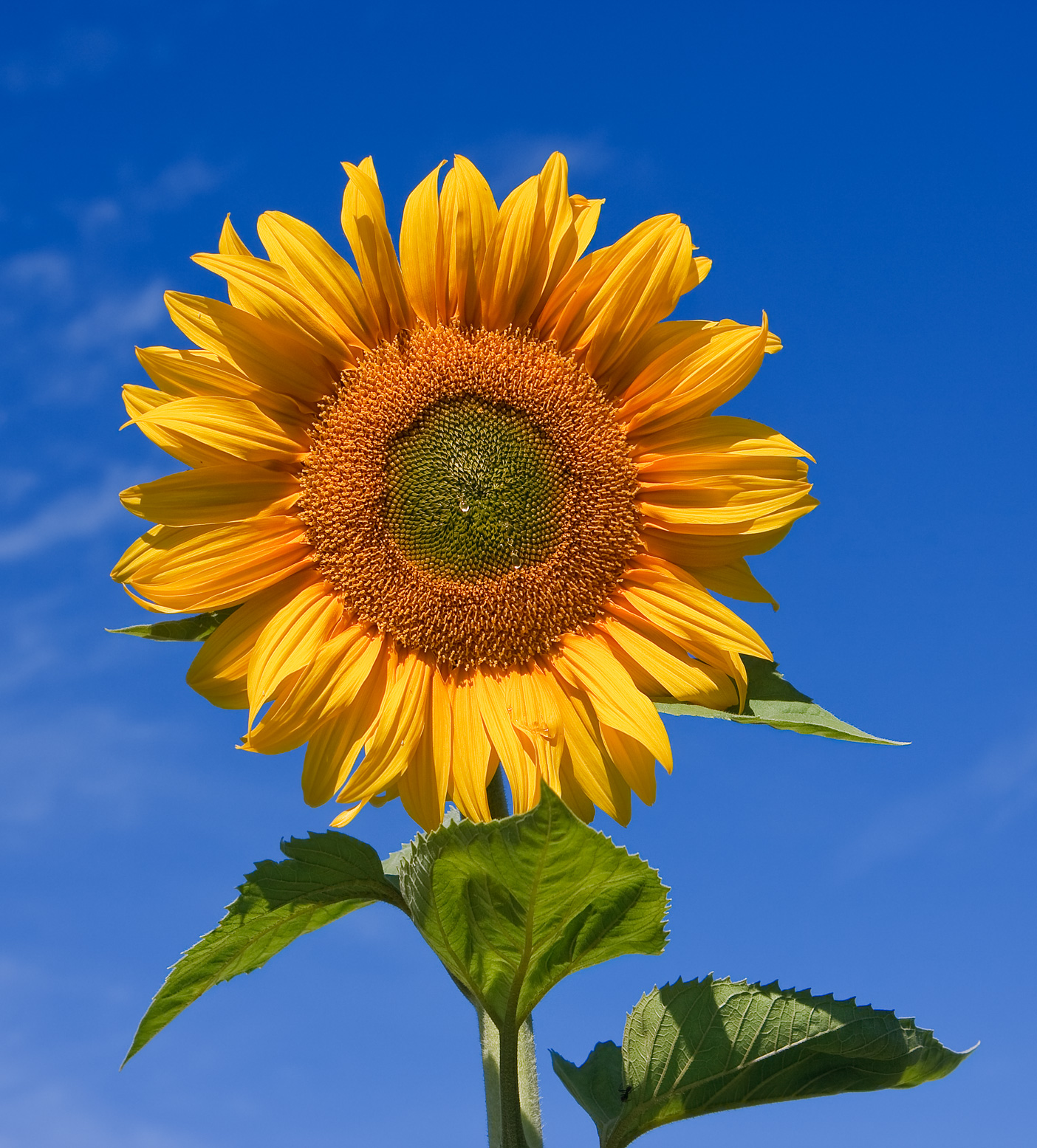Sunflower: How to Plant and Grow Tall, Sun-Tracking Blooms