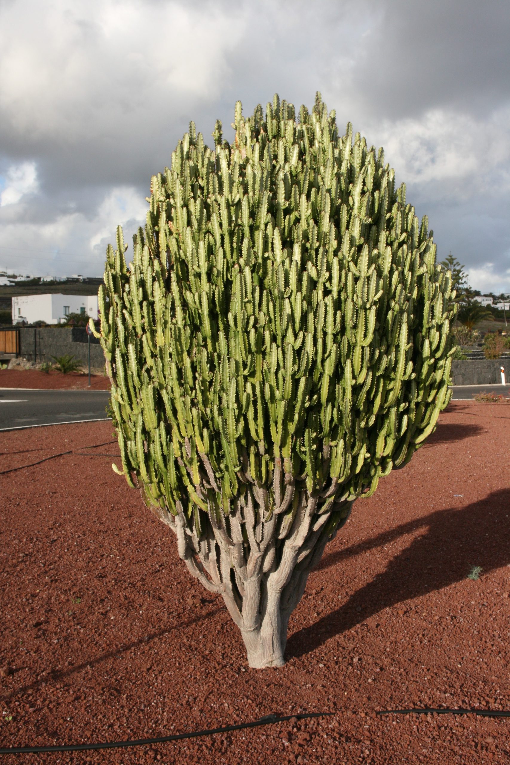 Euforbia africana: cuidados de Euphorbia trigona