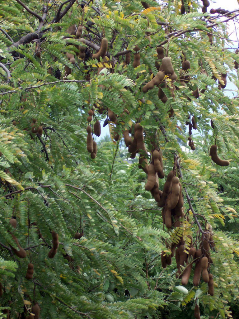 Tamarinde: Anbau des tropischen Baums