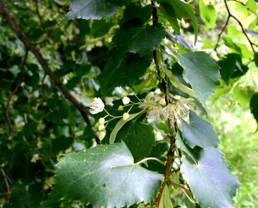 Winterlinde: Merkmale, duftende Blüten und beruhigender Tee