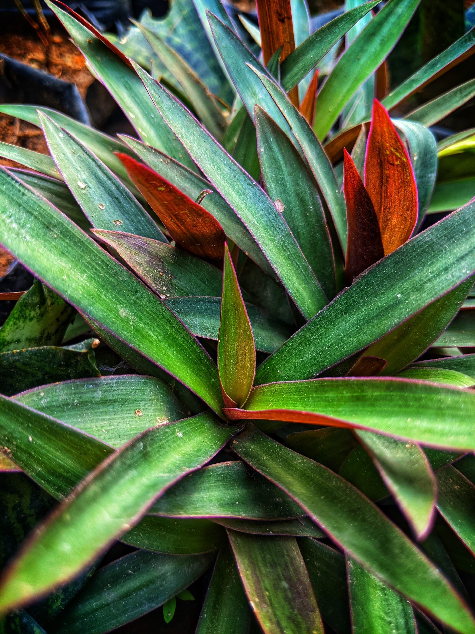 Maguey morado: cuidados de Tradescantia