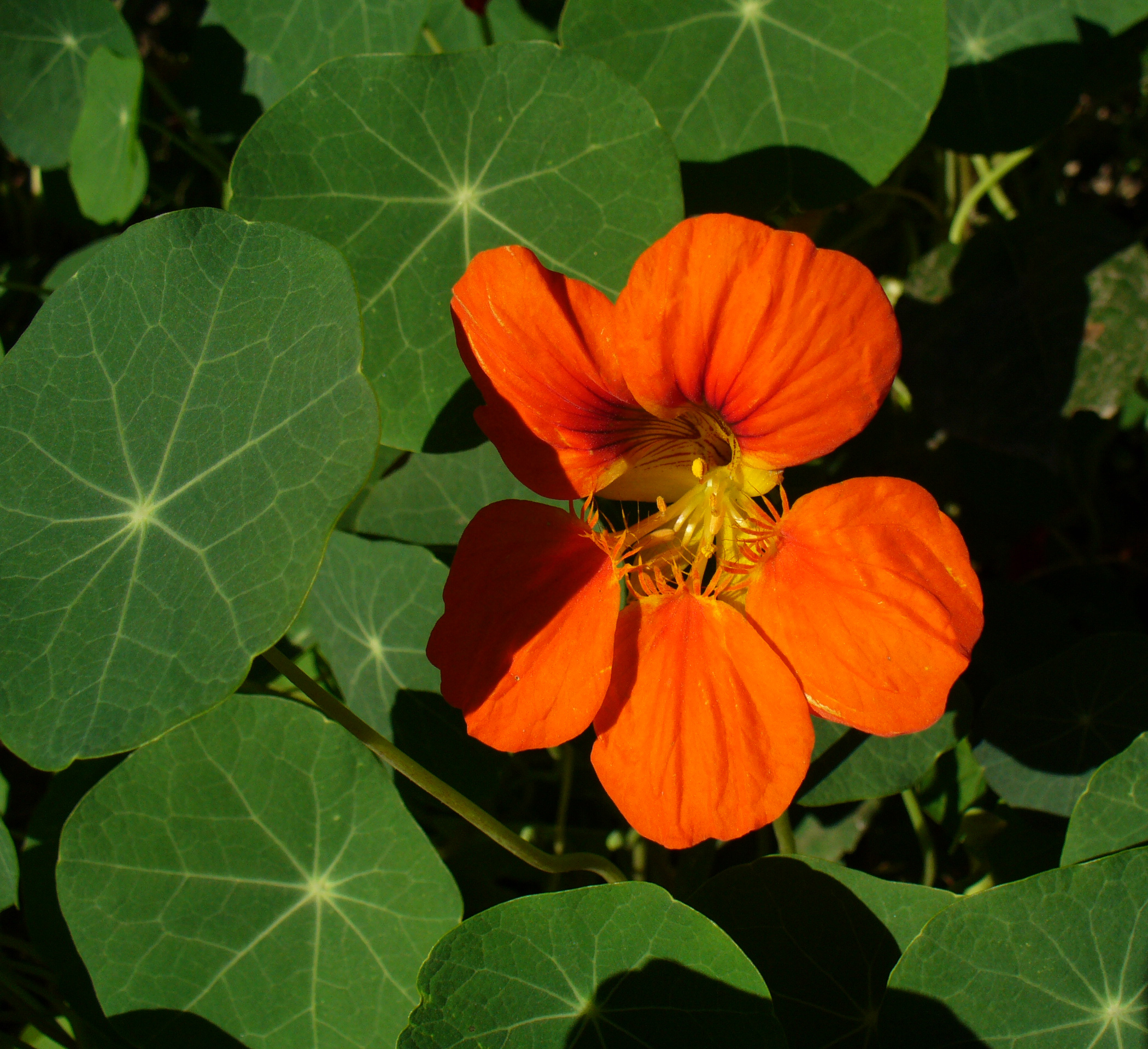 Capucine : l annuelle aux fleurs comestibles facile à semer