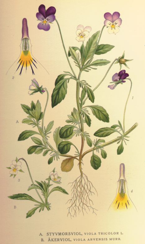 Pensamiento silvestre: cuidados de Viola tricolor