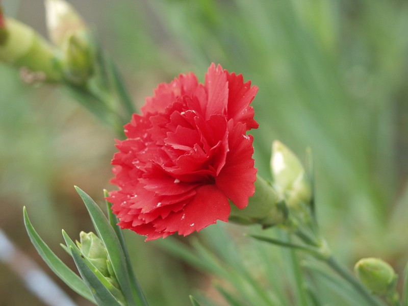 Clavel: cómo cultivar la flor perfumada de colores vivos