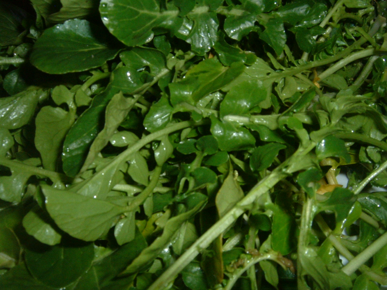 Brunnenkresse: Anbau für frische nährstoffreiche Salate