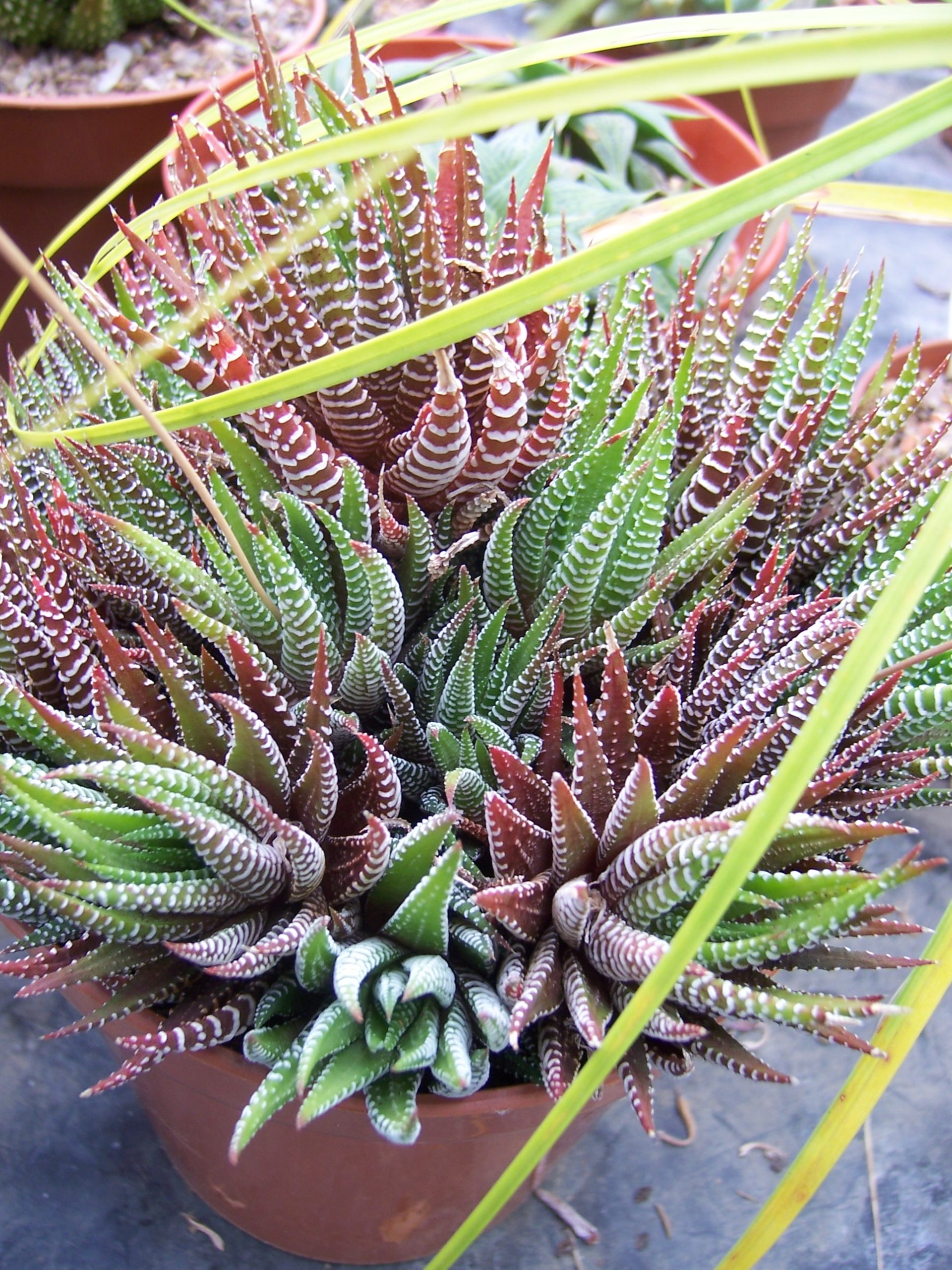 Haworthia: cura della piccola succulenta a strisce bianche