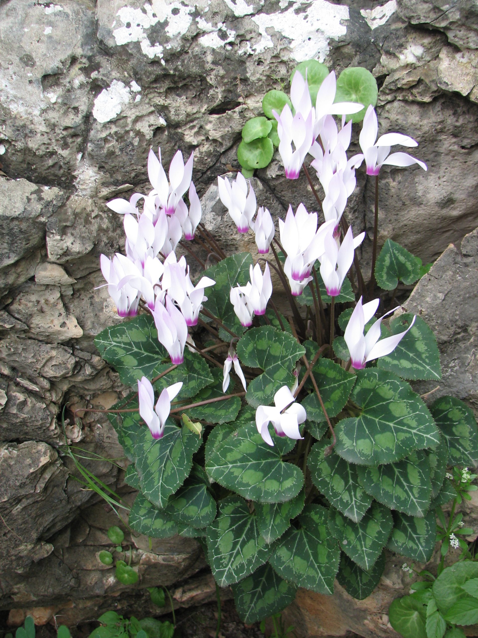 Alpenveilchen: Pflege der Winterblume