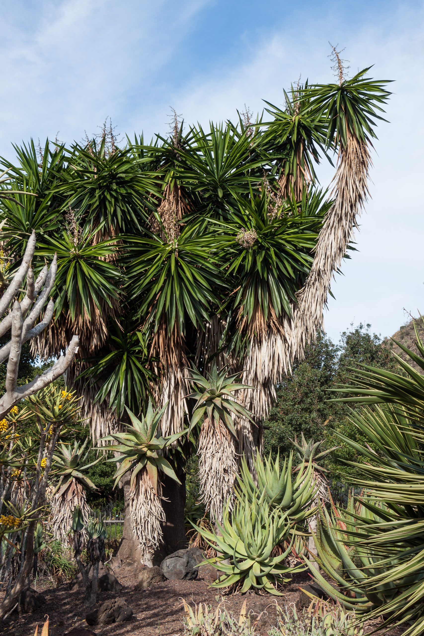 Yucca: Care for the Tropical Indoor Statement Plant