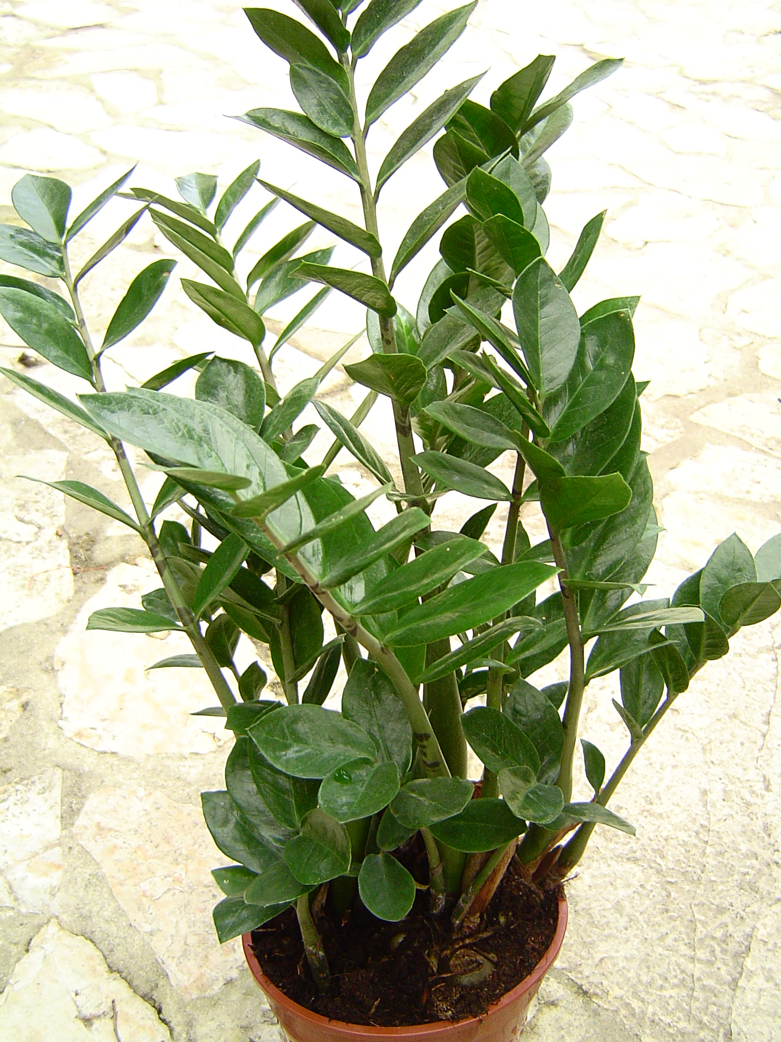 Zamioculcas: la pianta da interno facilissima e quasi indistruttibile