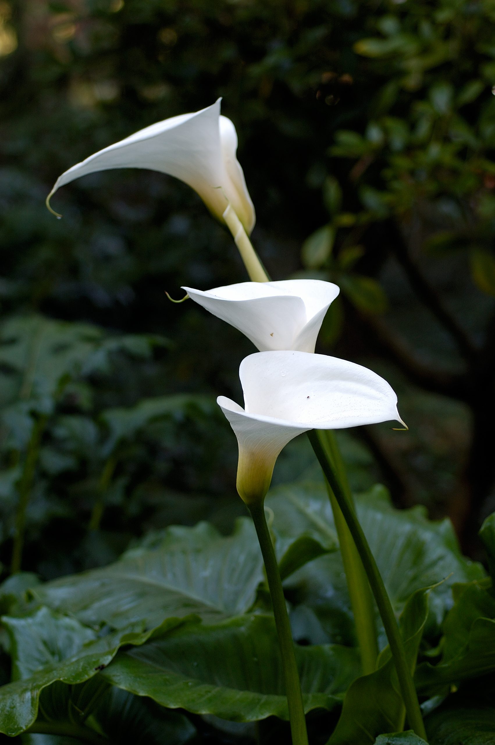 Arum d Éthiopie : cultiver en pot et au jardin humide